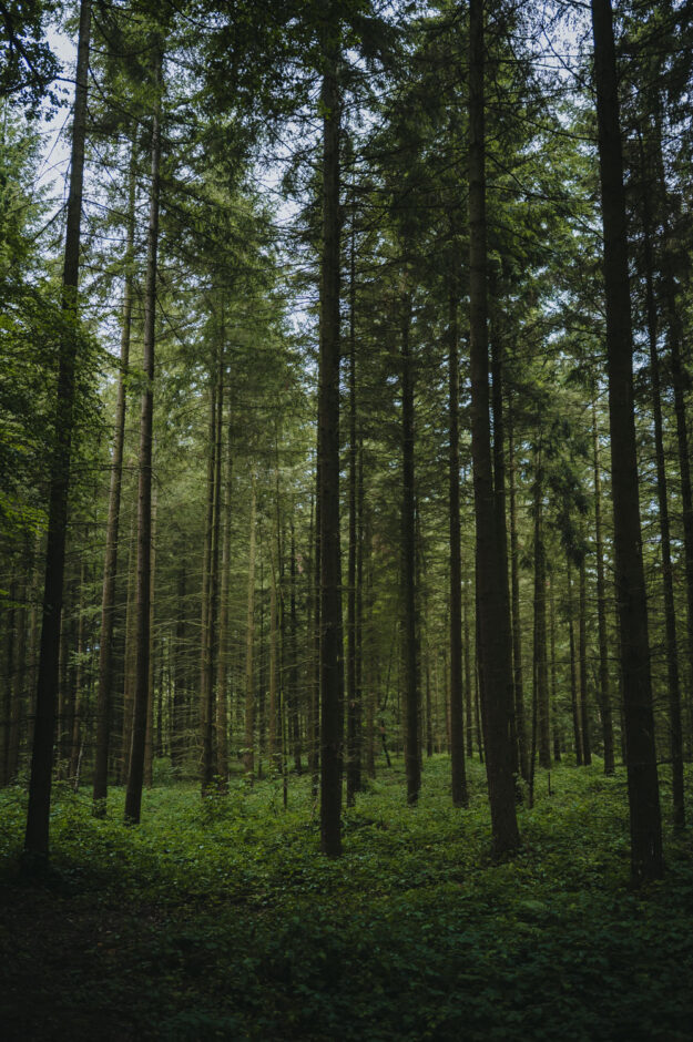 Portrait von Peter Wohlleben am 12.08.2019 in einem Wald bei Huemmel.